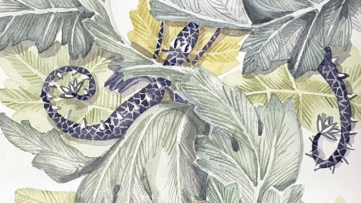 Acanthus Dragons
